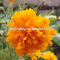 Top Quality Yellow Gold Carnation Seeds Flower Seeds for Growing